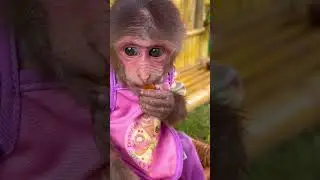 Bibi monkey eat carrot  #trending #cute #monkeybibib #instrumentaljazz #monkeybab #jazzgenre #funny
