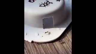 Funny strip club for ants