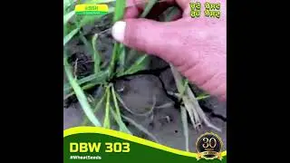 DBW 303 New Wheat Seed variety | Farmer Review from Haryana | Best Seeds Karnal (BSK)
