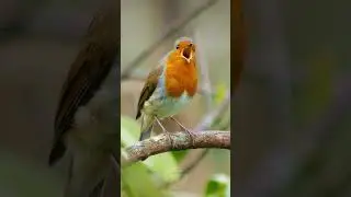 European Robin singing - Beautiful bird song #shorts