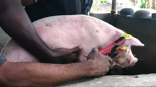How We Fix Ear Tags On Our Pigs