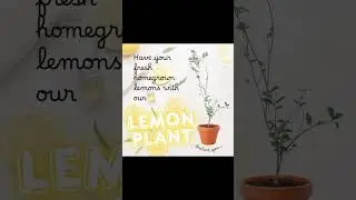 Freshness starts here 🍋✨Lemon plants now available at Plant Zone 🌱💚#PlantZone #LemonPlant .