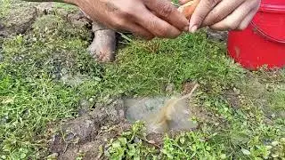 😮Underground 2022 Fish Are Vomiting Eggs Viral Fishing Video Of 2022& Fishing Lover 21❤️