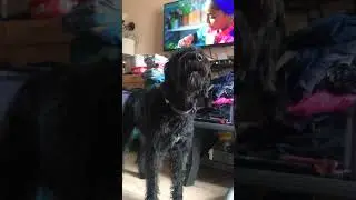 Luna telling us she wants something, NOW!