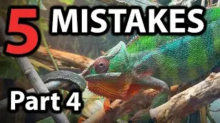 5 Chameleon care mistakes | Part 4