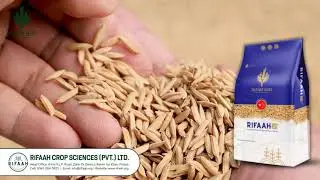 Rifaah 321 F1 Hybrid Rice Seed