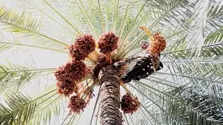 Iraqi farmers see bountiful date harvest in Diyala despite water shortage