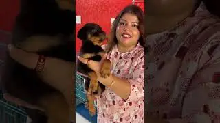 Rottweiler Puppy Sale Low Price.