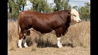 Lot 94 G503