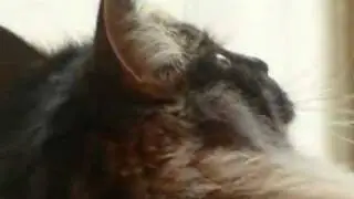 SILENCE, LA QUEUE DU CHAT BALANCE