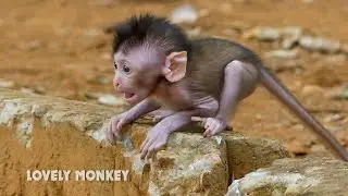 Adorable baby monkey Cinn just born but very strong, she so playful and very active
