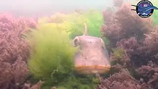 Black Sea: Hippocampus guttulatus & Chelidonichthys lucerna