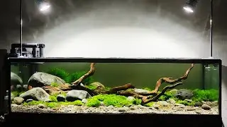 @soenda aquatic Shallow tank
