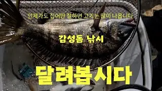 진정한 가조도 감성돔 낚시 계절이 왔습니다