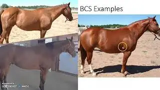Horse Owners Minute: How To Body Condition Score Horses