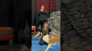 #Dynamic Dog Duo Steals The Show At Super Pets Expo - Don't Miss The Pets Rules Show!