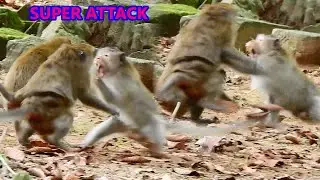 MONKEY ATTACK ....MILLION SAD MONKEY QUEEN DAISY & HER DAUGET APRIL ATTACK SO HARD WITH BIG MALE |