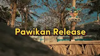 Pawikan (Olive Ridley) Sea Turtle Release | Curma, San Juan, La Union, Philippines