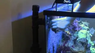 Как удалить морских анемонов