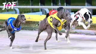 Is Greyhound Racing Really the Fastest Dog Sport?...
