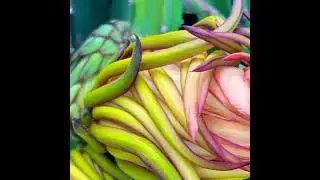 Dragon fruit by ELI! Pollinated tonight! In 45 days the magic happens!   