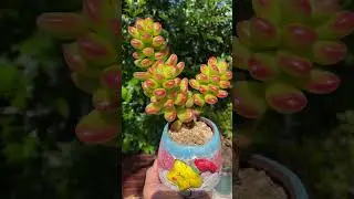 So beautiful Giant jelly beans. #succulent #houseplant #plant #succulentplanters #succulents