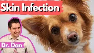 Dog Skin Infection: Dr. Dan covers bacterial skin infections in the dog also call a HOT SPOT!