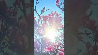 Beautiful spring nature spiritual vibes music 🎵, Birds singing, Meditation music, Good vibes music🎵 