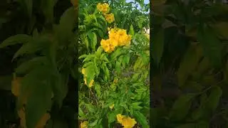 Tecoma stans is a species of flowering perennial shrub in the trumpet vine family