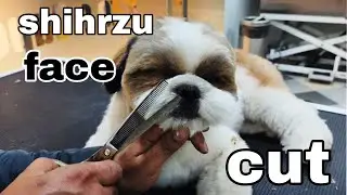 Shih Tzu Dog Professional Face Cut Grooming | Perfect Teddy Face Cut Step by Step