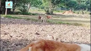 Dogs Barking & Chasing Each Other 🐶 | Funny Dog Fight Moments