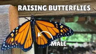 How We Raised Caterpillars Into Butterflies at Home!