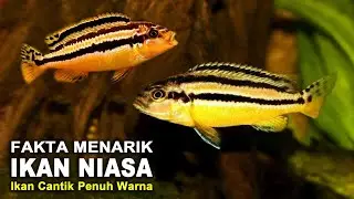 IKAN  HIAS NIASA, IKAN KECIL PENUH WARNA