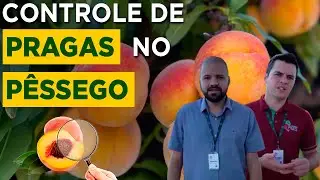 Pragas no Pêssego: Como Identificar e Controlar com Eficiência – com Especialistas da EPAGRI