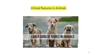 Zoonotic Diseases Webinar: Lab diagnosis of Rabies in Animals & Human