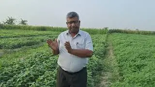 DAP या SSP Fertilizer में किसको डालें