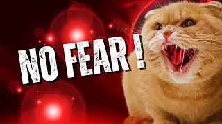 Cats vs Wild Animals &ndash; Confidence Wins