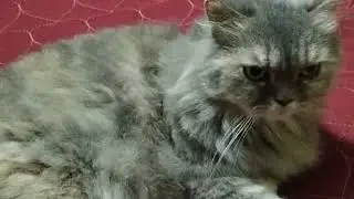 Pet exotic classic long hair