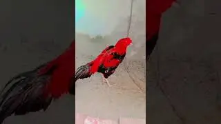 Deadly Fighter Rooster لاکھا اصیل لڑاکا مرغا @elusionoflegendslikesubscribe #elusionoflegends