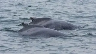 Dolphin Ride at GOA 2016