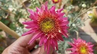Chrysanthemum Flowers Colors at Asim Garden | Gul-e-Daudi Flowers