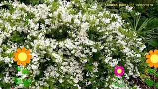 Дейция шершавая Плена. Краткий обзор, описание характеристик deutzia scabra Plena