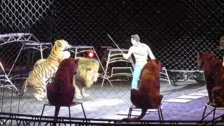Tigers leaping over Lion King!  Ringling Bros & Barnum & Bailey Circus
