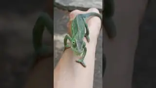🦎 Chameleon Walks on My Hand for the First Time 😍🐾 #shorts