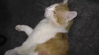*FHO RECOVERY &ndash; MASSAGING GINGY AFTER FORCED SURGERY | PERMANENT DAMAGE WE NEVER WANTED* 🐾💔