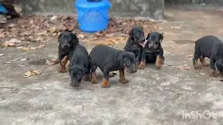 Doberman puppies #tamil #erode #Coimbatore #palladam #ramnad #thoothukudi #chennai #vellore #trichy