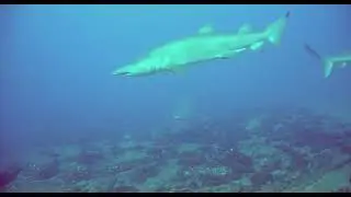 sand tigers and sand bars Carcharias taurus 2024 05 04 1742EDT RorscachSea  Elle
