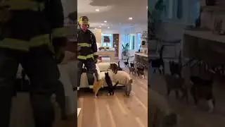 Firefighter Finds Secret Cat Hideout!