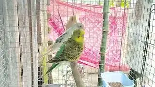 Sweet Bodgi ( Bodri)  Kiss moments  Bodgigar. সুন্দর বদ্রি পাখি