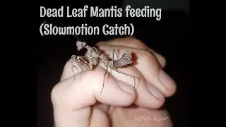 Adult Praying Mantis Deroplatys dessicata Catch & Feed (Dead Leaf Mantis)